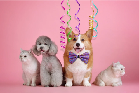 salutbonjour.ca Logo