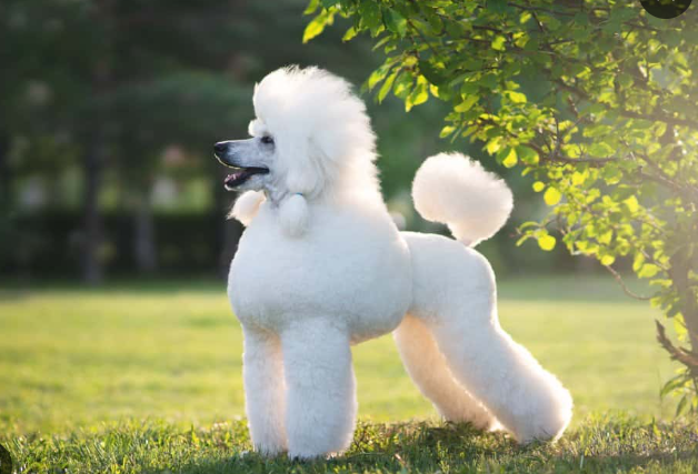 coupdepouce.com Logo